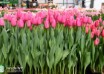 Tulipa Pink Twist ® (1)